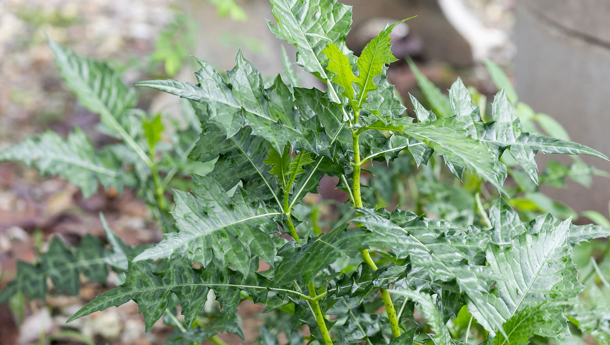 all-you-need-to-know-about-holly-plant-the-trunk-group-limited