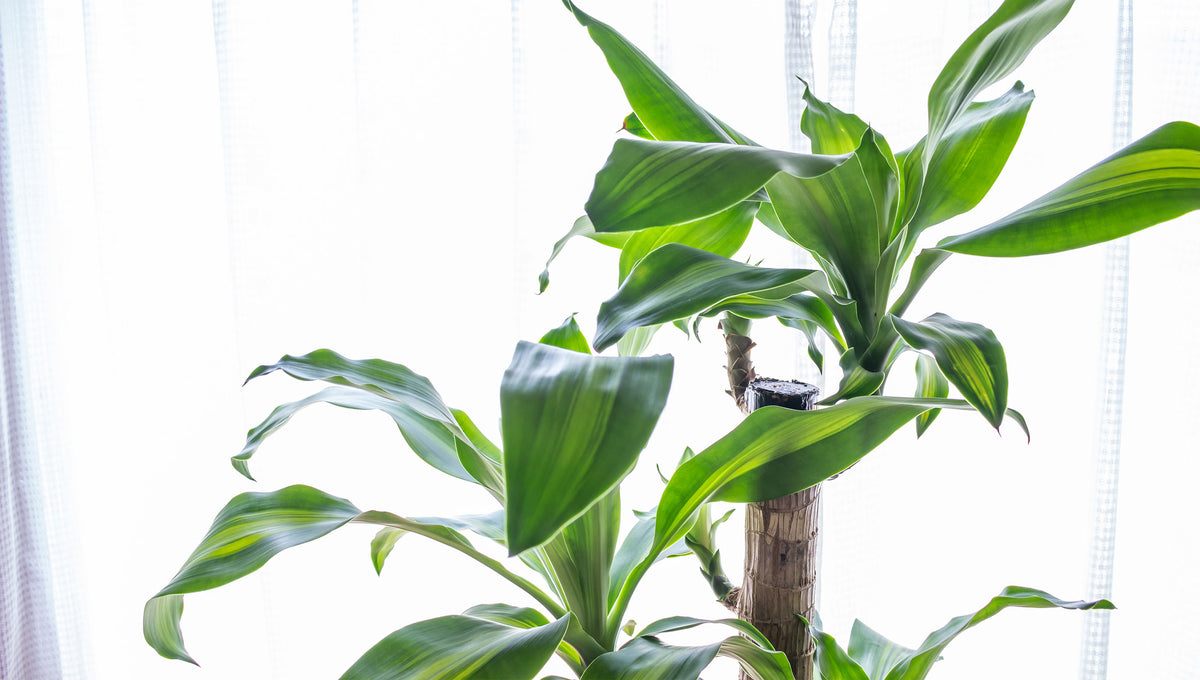 Dracaena Fragrans  The Trunk Group Limited