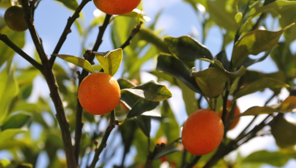 Easy Care Guide for Kumquat Tree The Trunk Group Limited