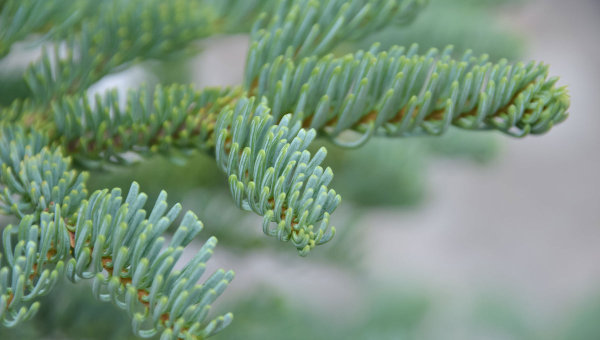 How to Take Care of a Noble Fir Christmas Tree The Trunk Group Limited