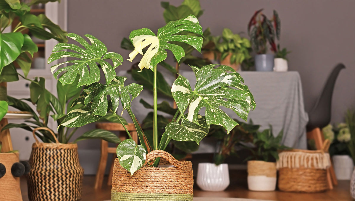 Swiss Cheese Plant Planting & Caring Guide The Trunk Group Limited