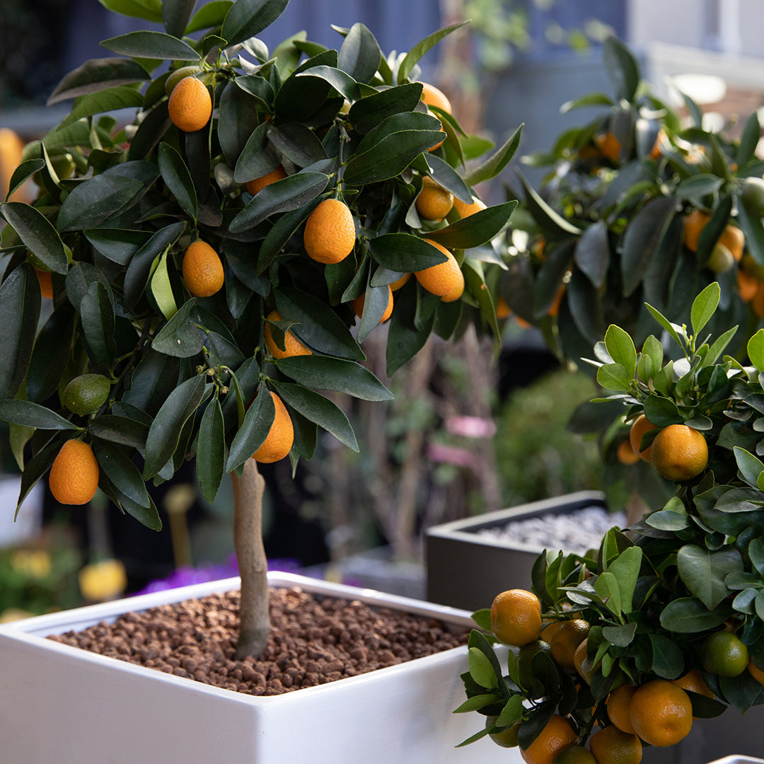 Chinese New Year Plants The Trunk Group Limited