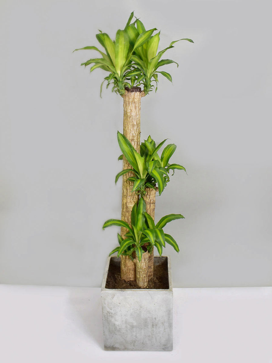 dracaena fragrans in chinese Dracaena Fragrans – The Trunk Group Limited