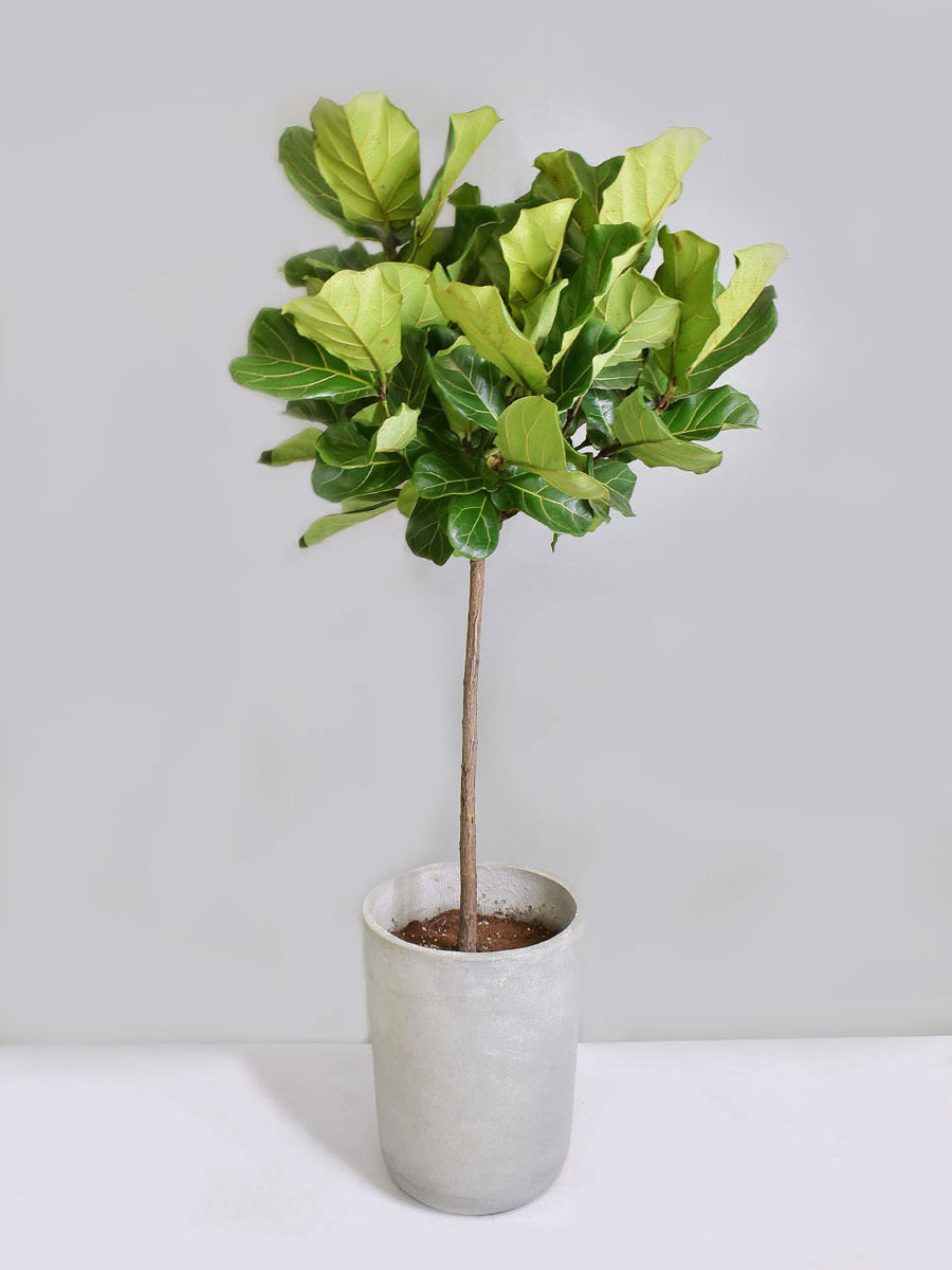 fiddle leaf fig chinese Fiddle-leaf fig – The Trunk Group Limited