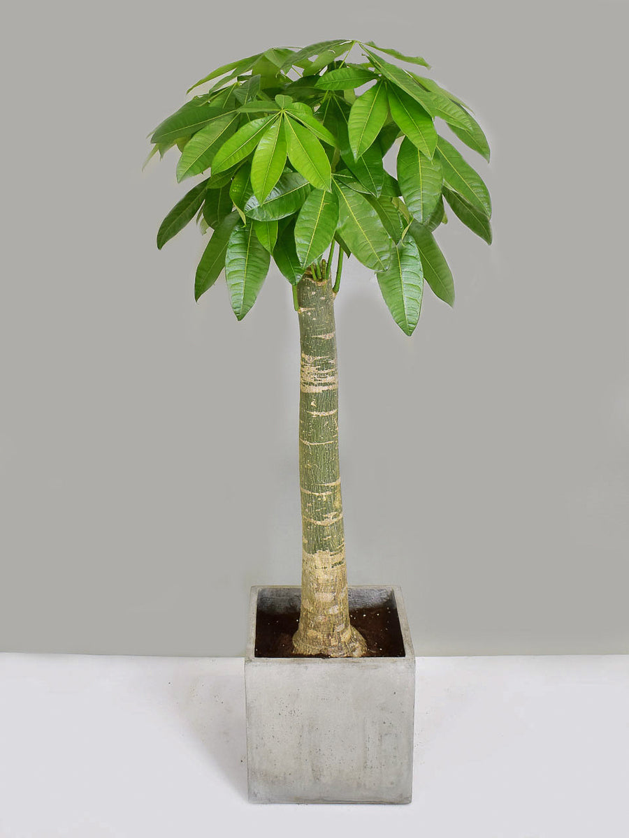 money tree hk Straight Money Plant