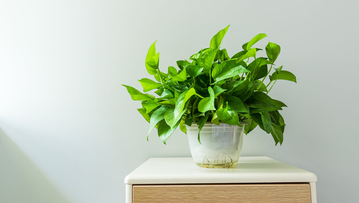 How to Plant Kudzu at Home? The Trunk Group Limited