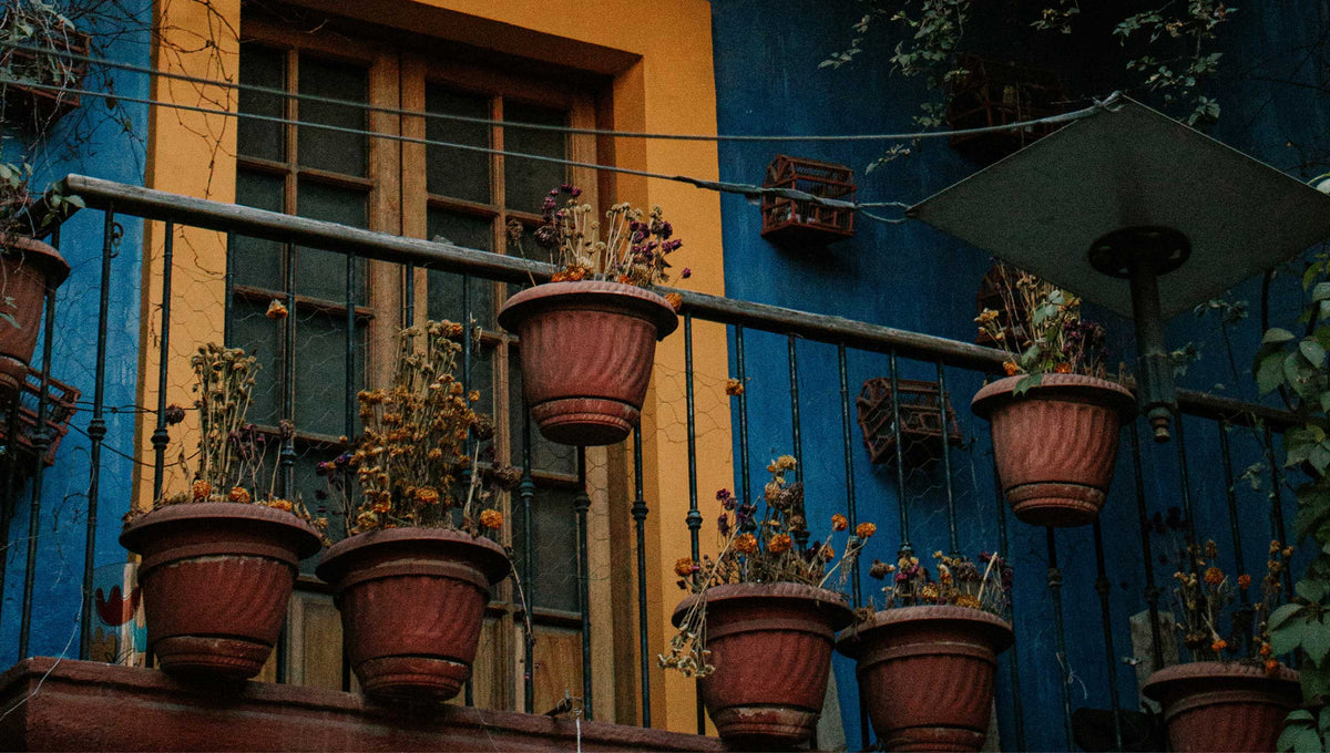 How to Take Properly Care for Outdoor Plants The Trunk Group Limited