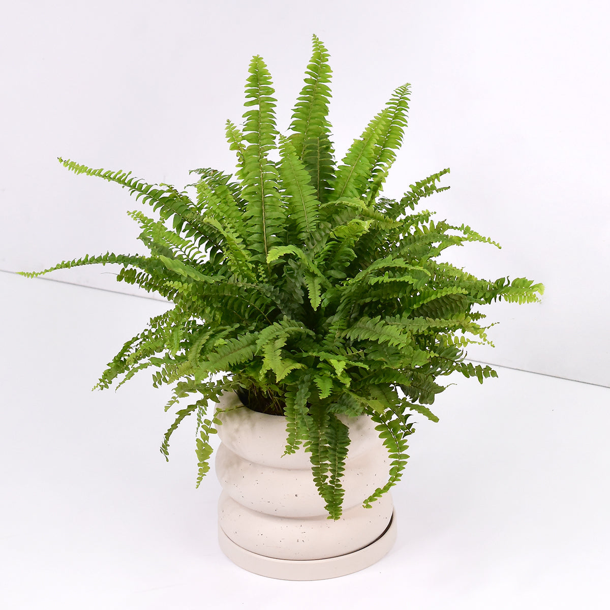 Boston Swordfern – The Trunk Group Limited