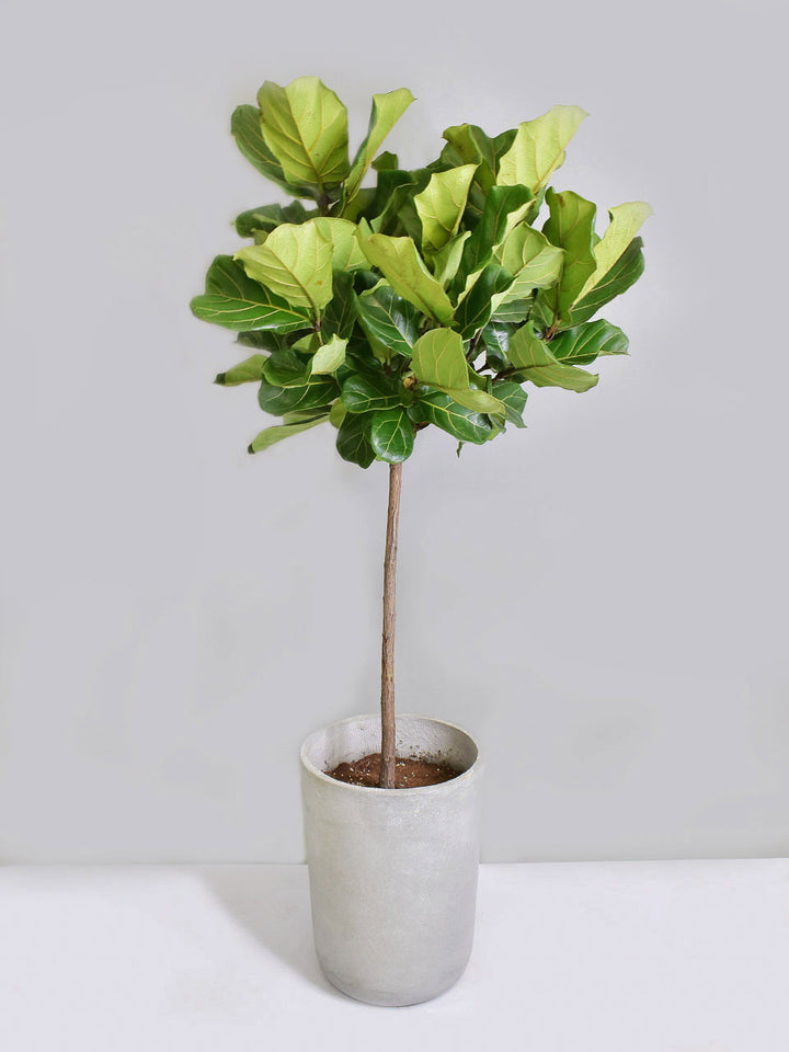 fiddle leaf fig in chinese Fiddle-leaf fig