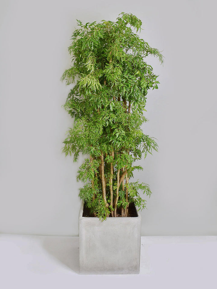 Mim Tree Ming Tree – The Trunk Group Limited