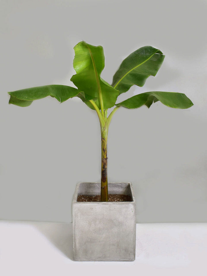 Musa Plant