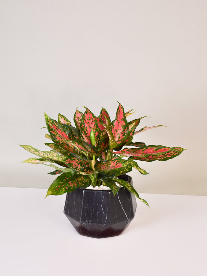 Red-green Evergreen Plant