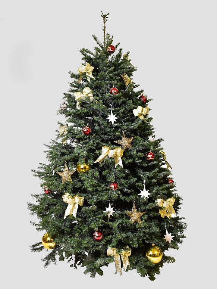 聖誕樹 - 貴族松 (4-5呎)