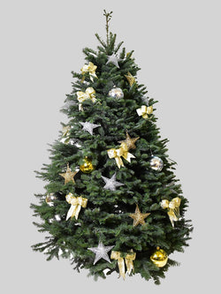 聖誕樹 - 貴族松 (5-6呎)