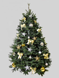 聖誕樹 - 貴族松 (6-7呎)