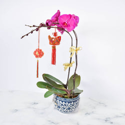 CNY Delicate Purple Orchid