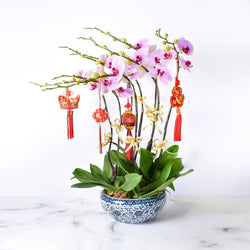 CNY Deluxe Orchid Arrangement