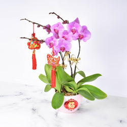 CNY Happiness Magenta Orchid Arrangement