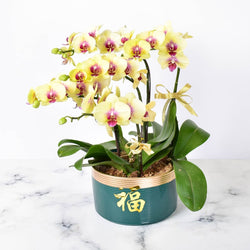 CNY Mini Sunshine Orchids