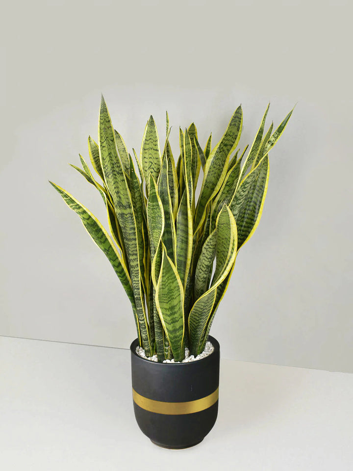 snake plant 中文 Snake Plant