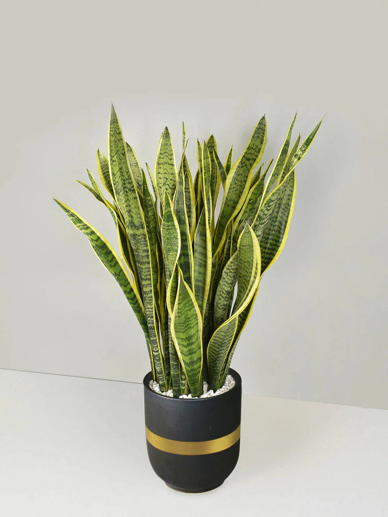 snake plant chinese culture Snake Plant – The Trunk Group Limited